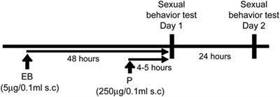 The Role of Estrogen Receptor β in the Dorsal Raphe Nucleus on the Expression of Female Sexual Behavior in C57BL/6J Mice